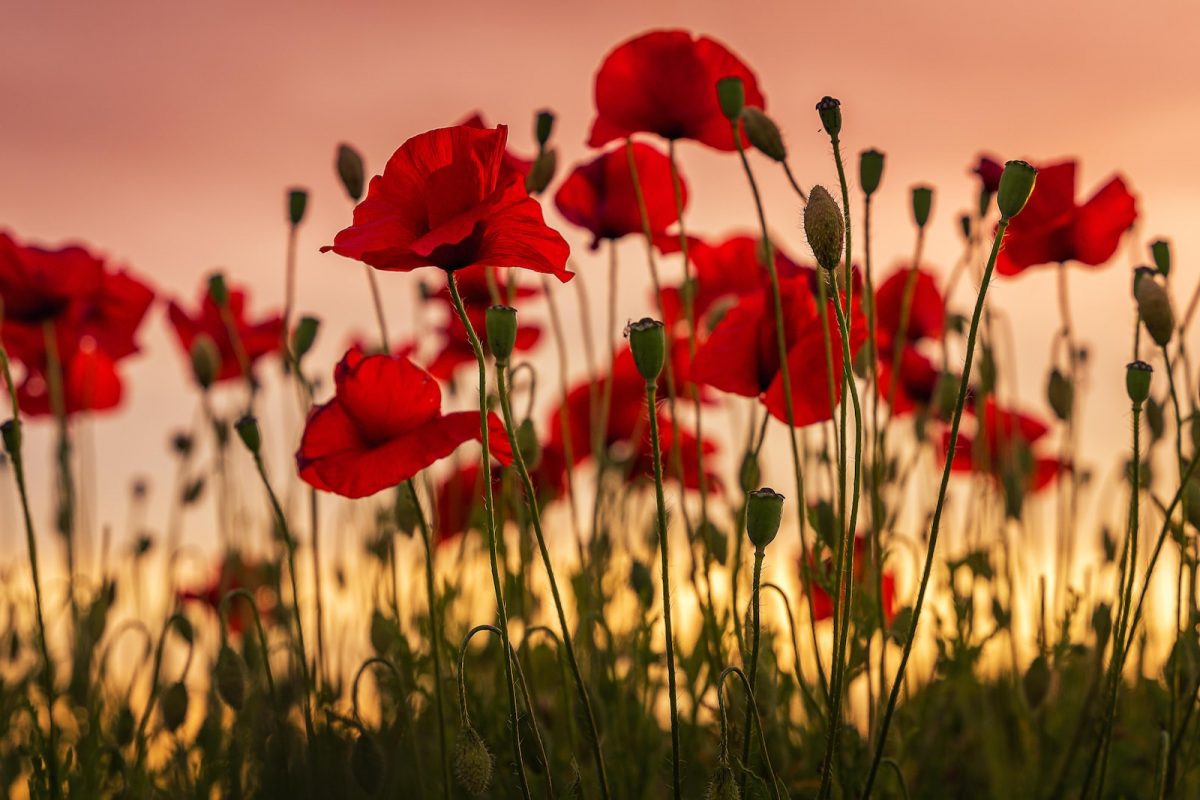 [Via Zoom] Joining the Unitarian Church of Montreal – Remembrance day