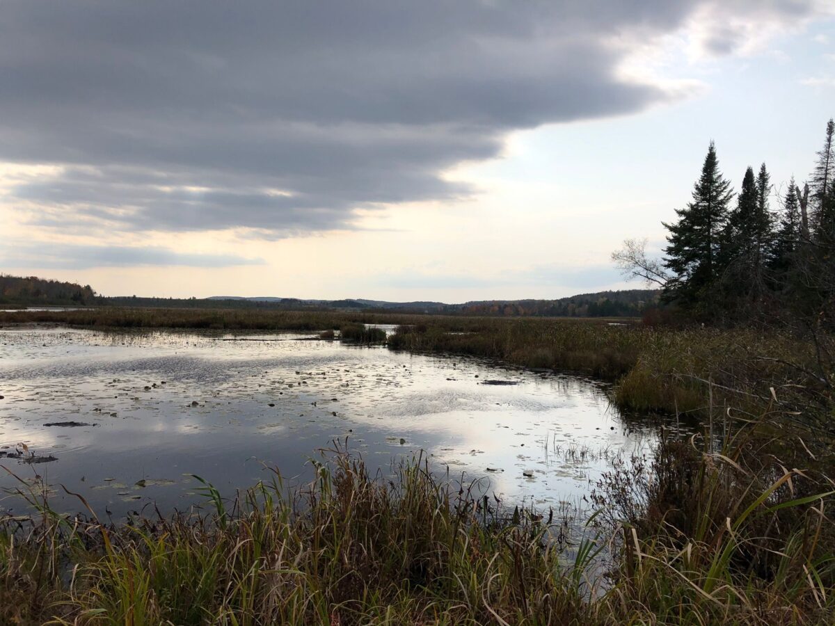 Sunday, September 29, 10:30 a.m. – Walk at L’île Du Marais De Katevale (Katevale Marsh) (la version française suit)