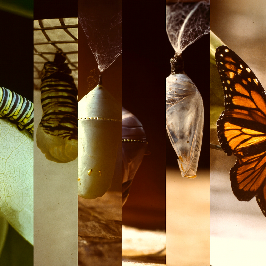 Sunday Oct 26th, Autumn A Sharper Image Automne une image plus nette with Kim Prangley, Creator of the Stanstead Stone Circle